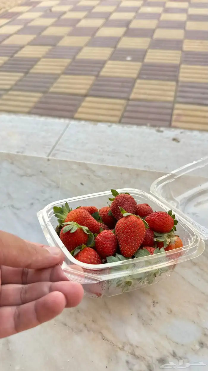 شتلات فراولة جيل اول حوالي 700 شتلة 1