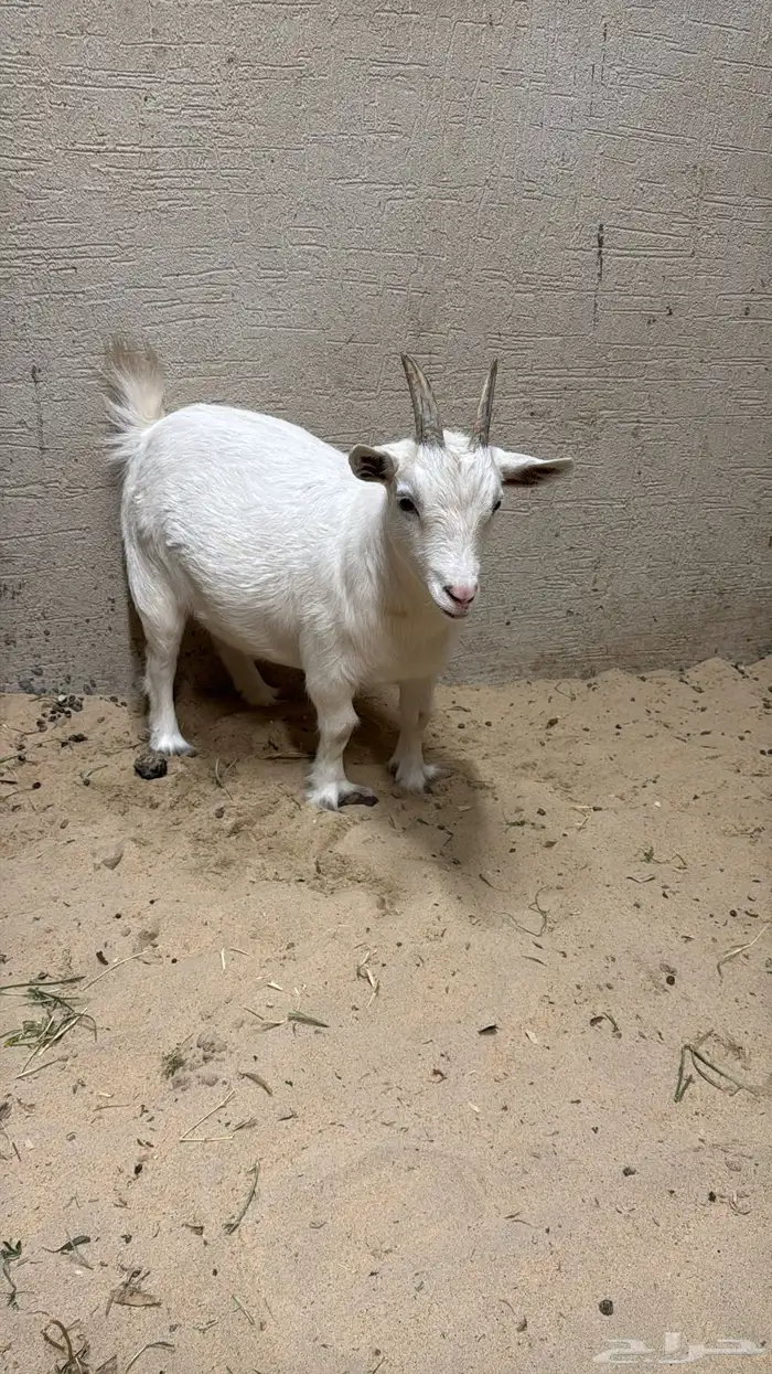 للبيع عنز قزميه معرفه دافع 0