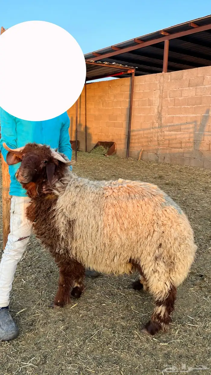 خرفان نعيمي 3