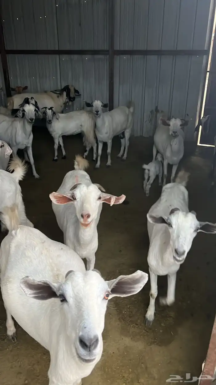 غنم حريات على الشرط 13