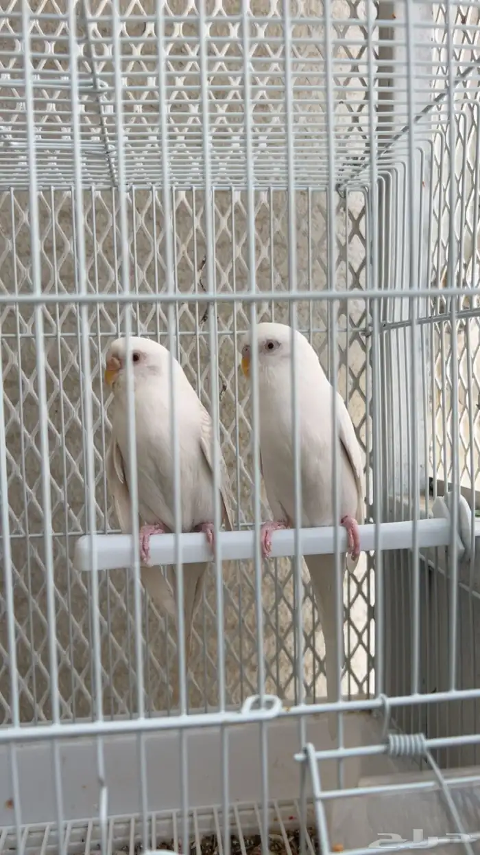 ازواج بادجي منتجة ( تم البيع ) 2