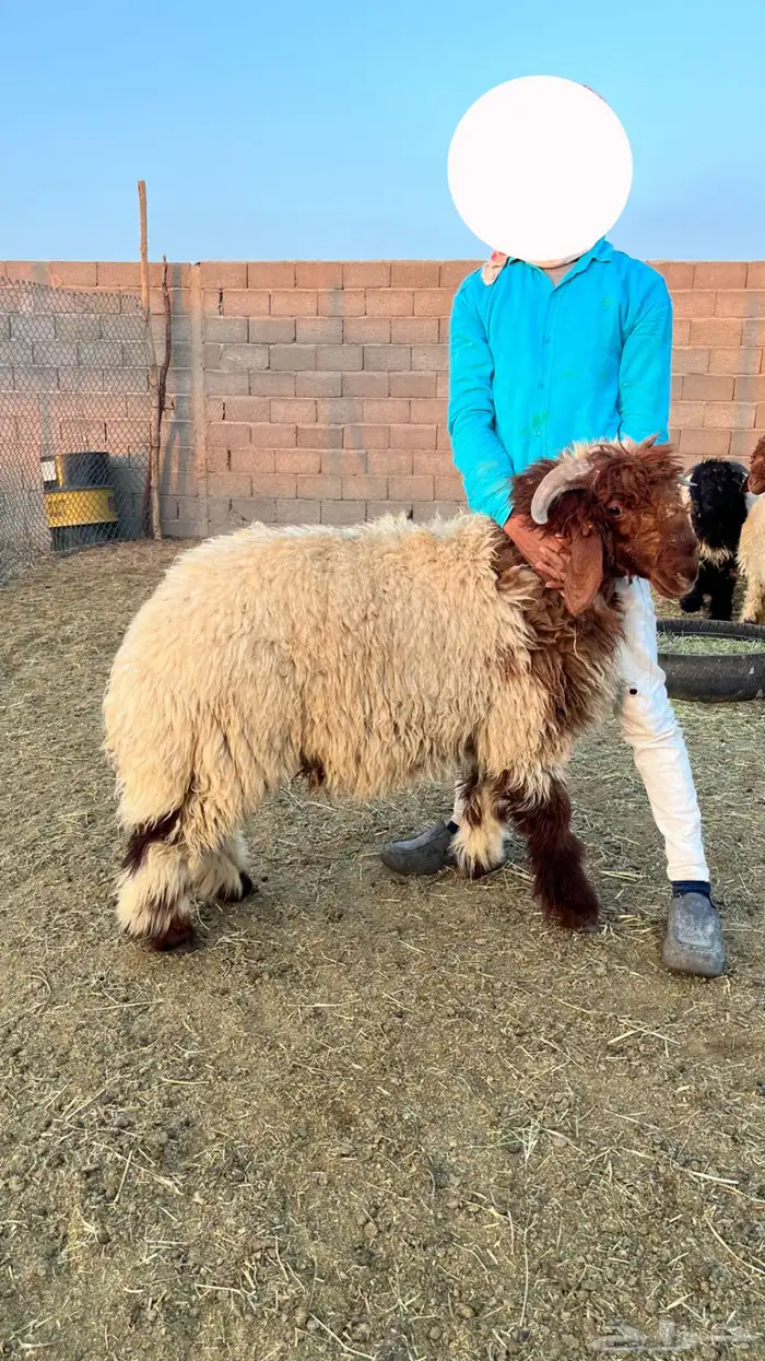 خرفان نعيمي 1