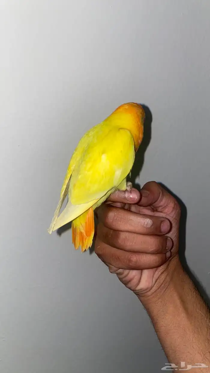 روز لاتينو هدد 1