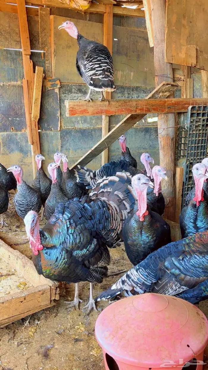 دجاج رومي بادي يبيض 5