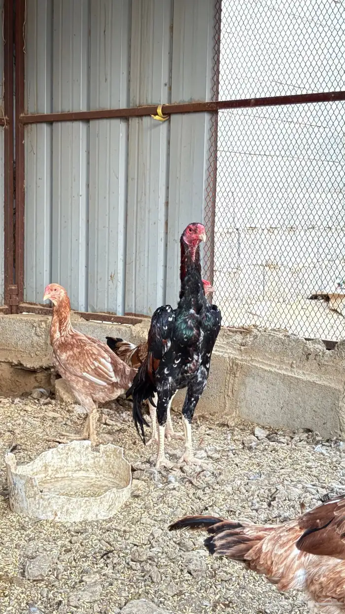 اثنين ديوك شامو 2