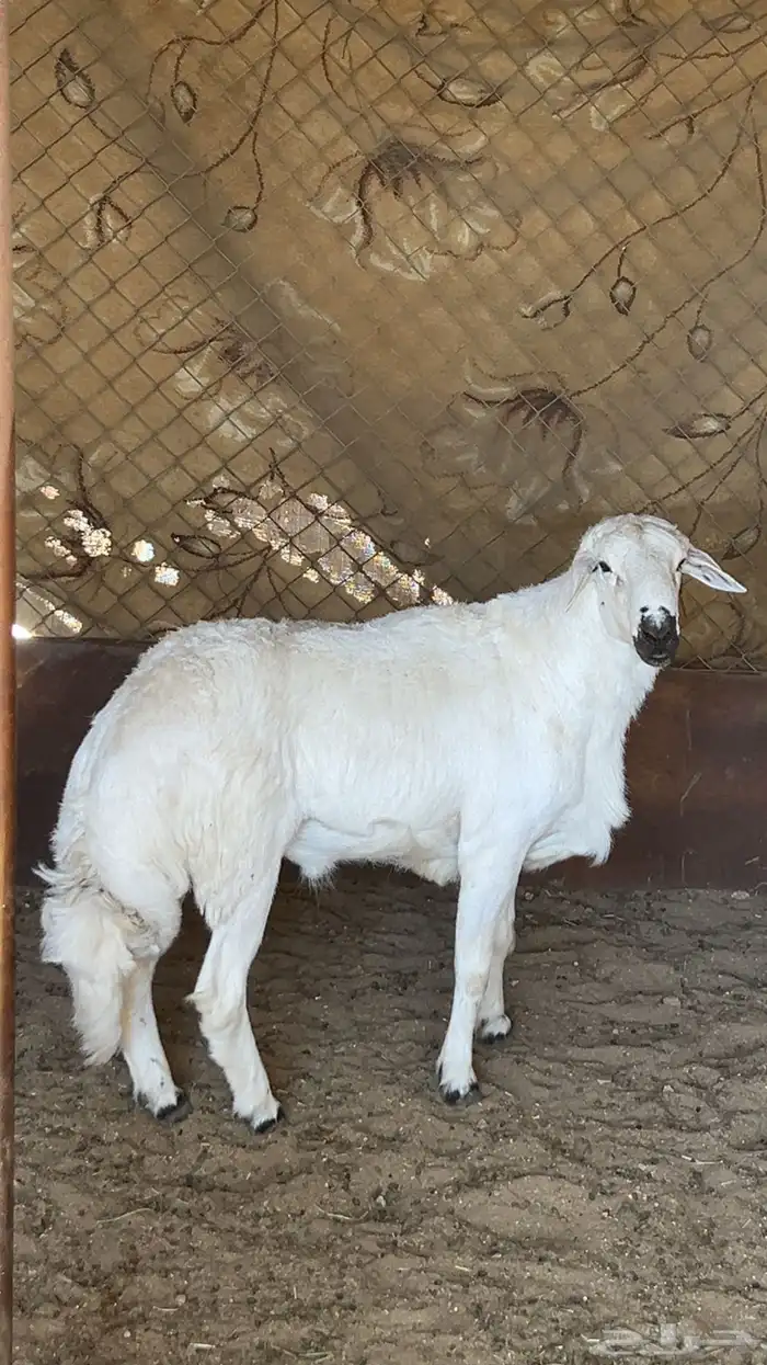 خروف فحل صنف 2
