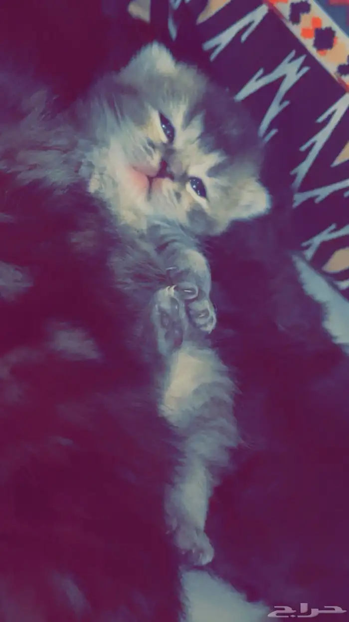 سكوتش فولد جمالو 4