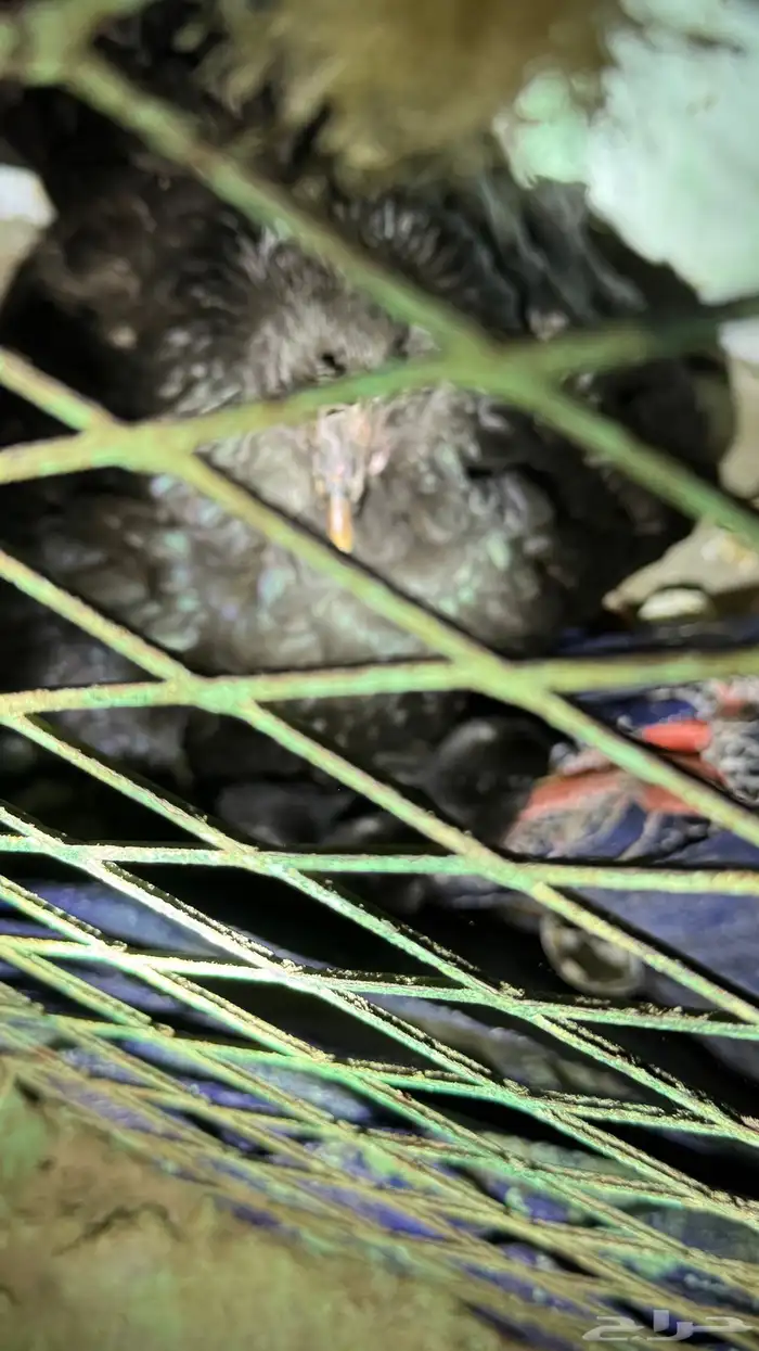 دجاج بلدي العدد 24يزيد ينقص 1