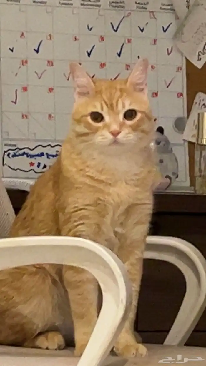 اعلان عن قط مفقود ضائع في حي الفيحاء (يوجد مكافئه لمن يجده) 2