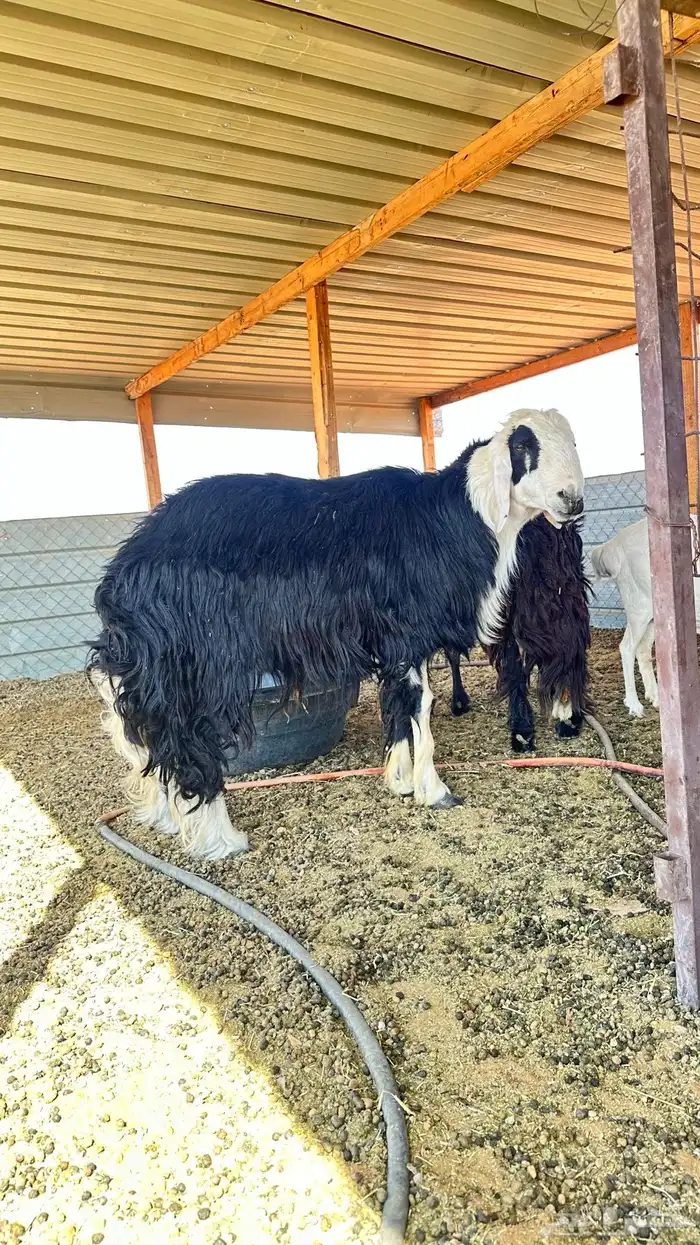 خروف فحل نجدي 5