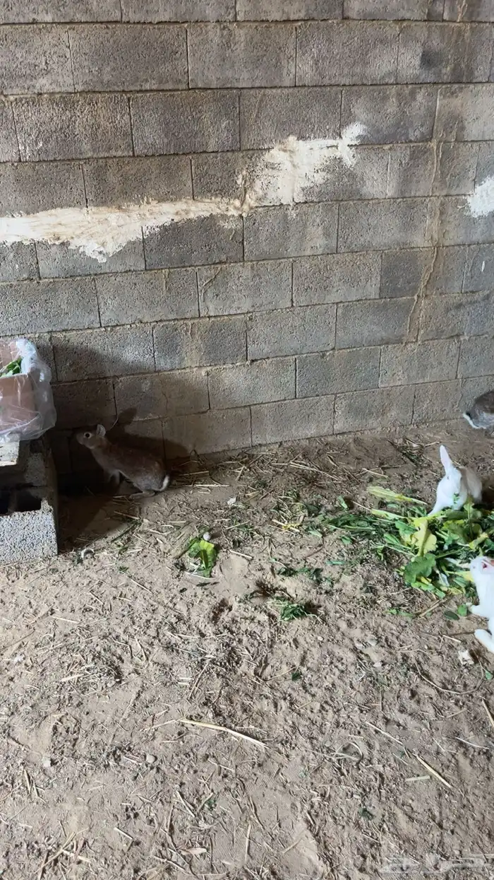 ارانب للبيع 5