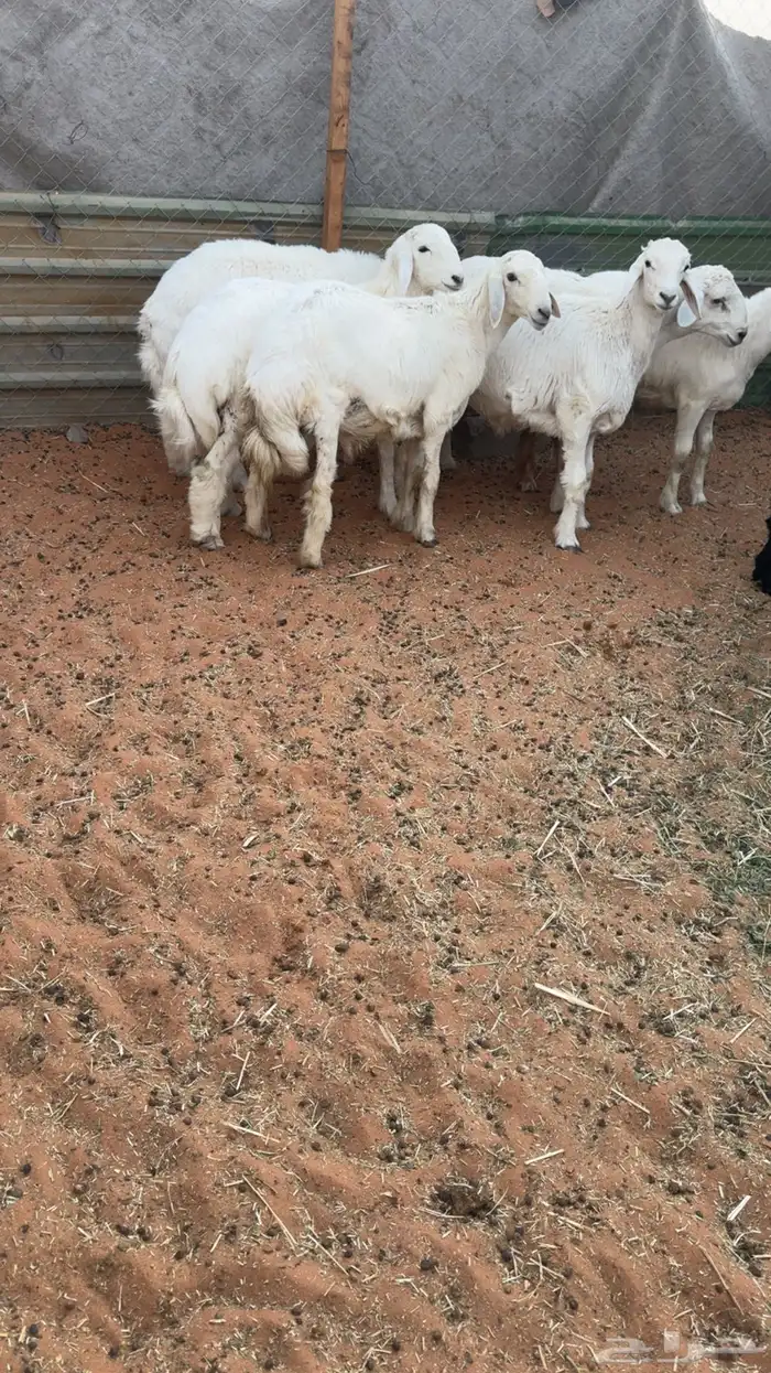 6 طليان حريه جبره 0