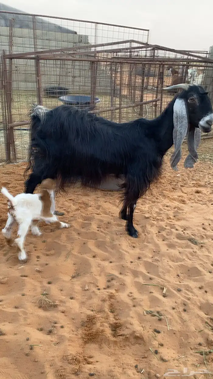 عنز والد معزى 4