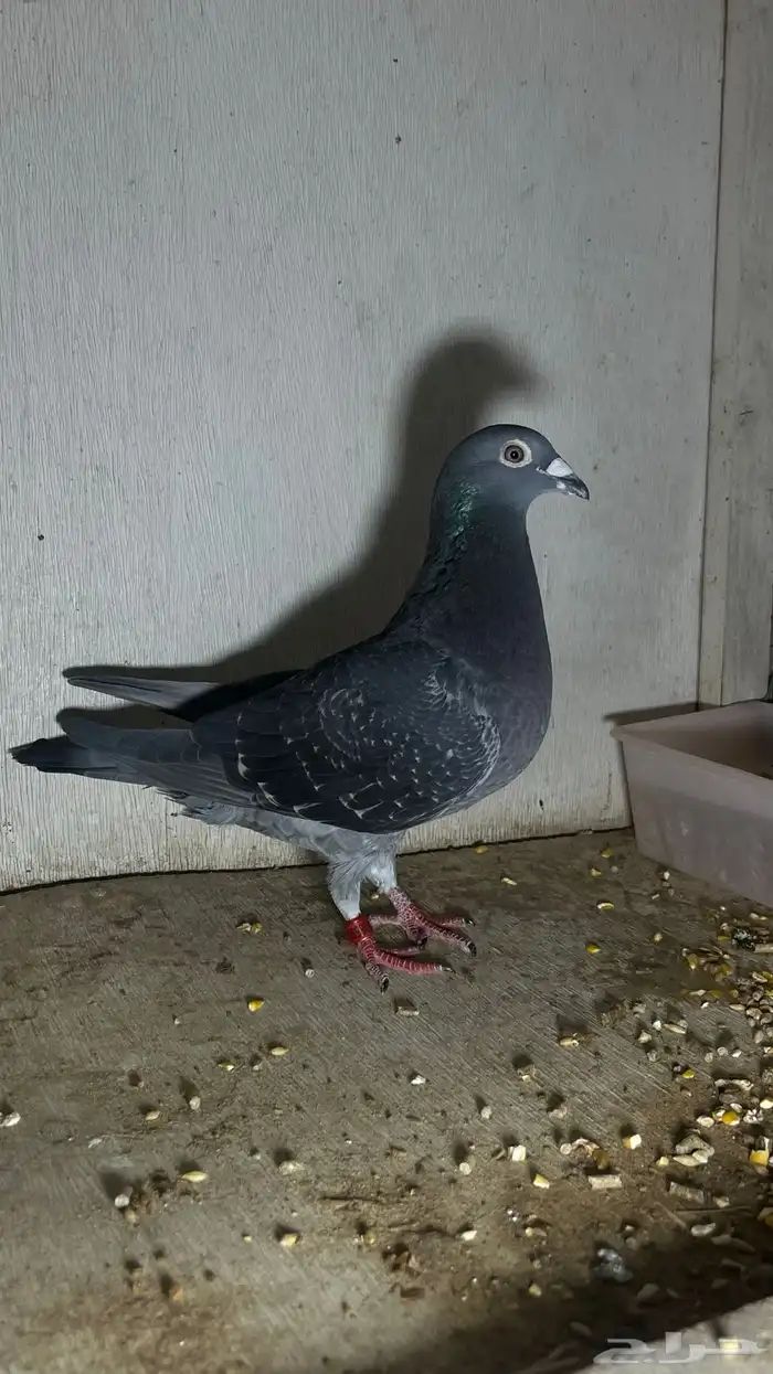 حمام زاجل احفاد ابطال 1