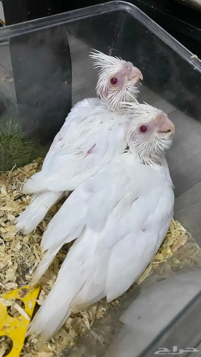 كروان صافي عيون حمر 2