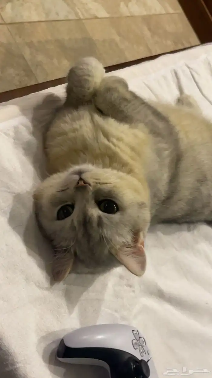 بسة سكوتش للتبني 4