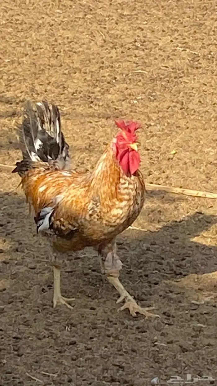 دجاج بلدي ومشكل بياض ع الشرط 8