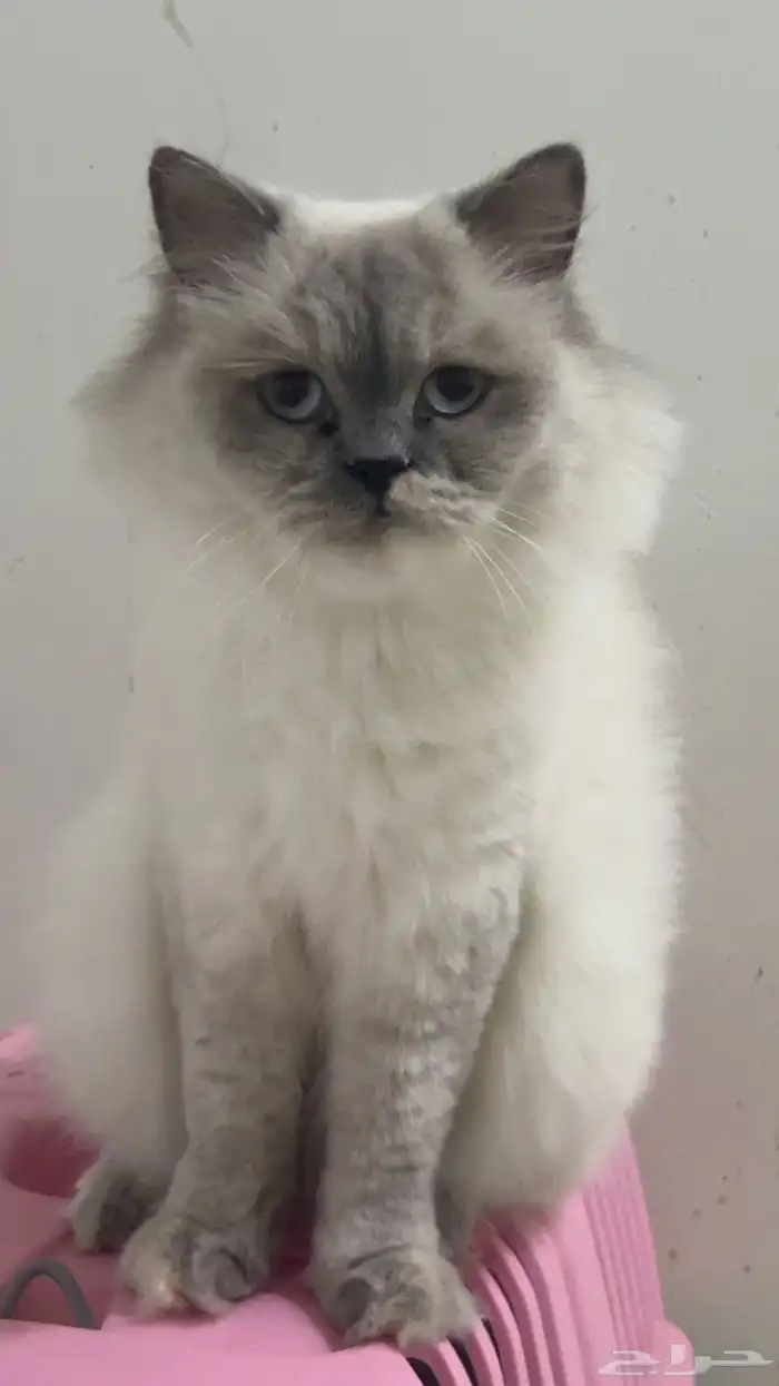 قطه هيمالايا للبيع 2