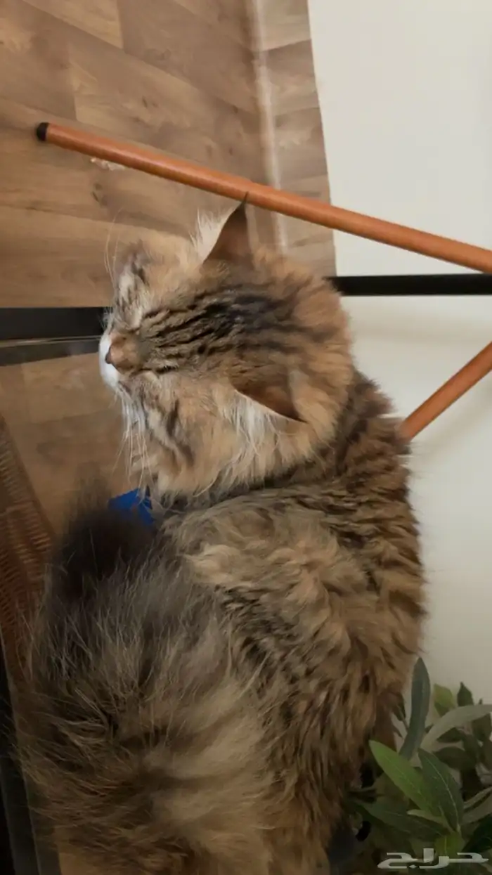 قط ل التبني 0