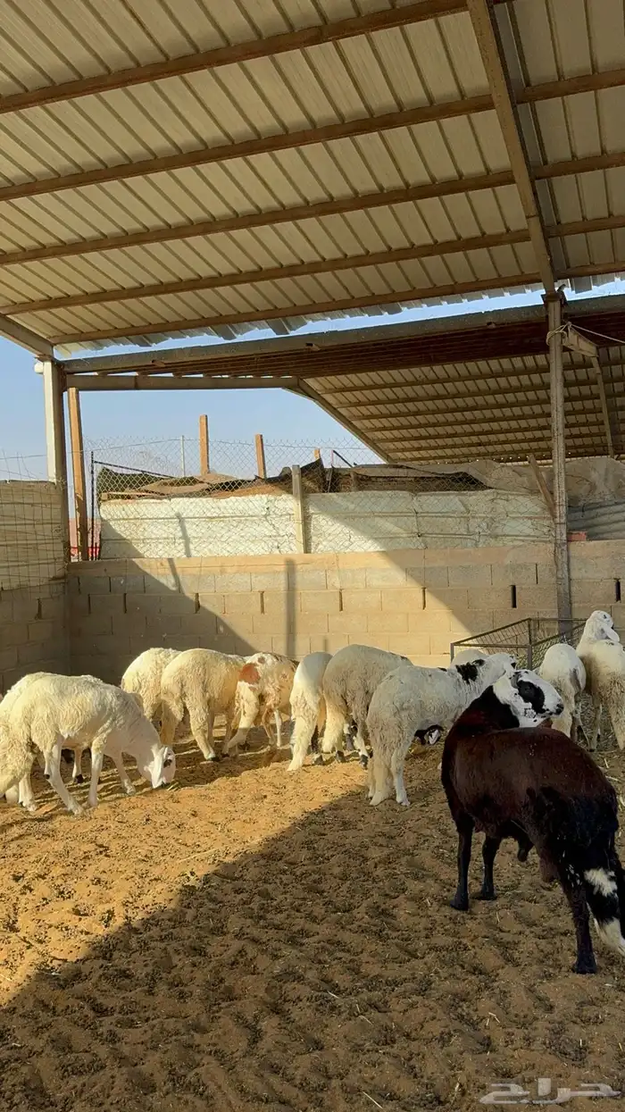 سواكن مرابي 4