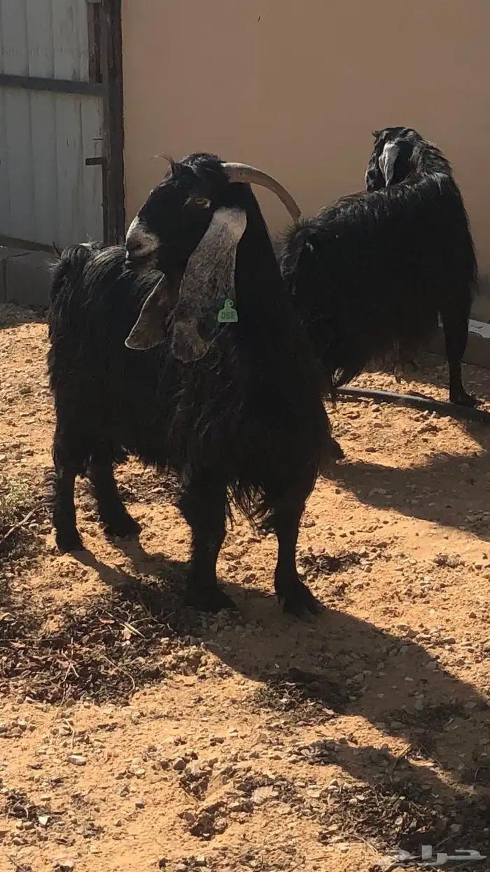 معزاء دفيع مضاريع ثلاث شهور العدد 2 0