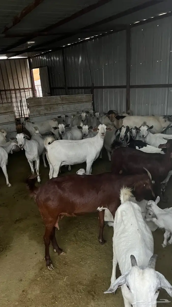 غنم حريات على الشرط 14