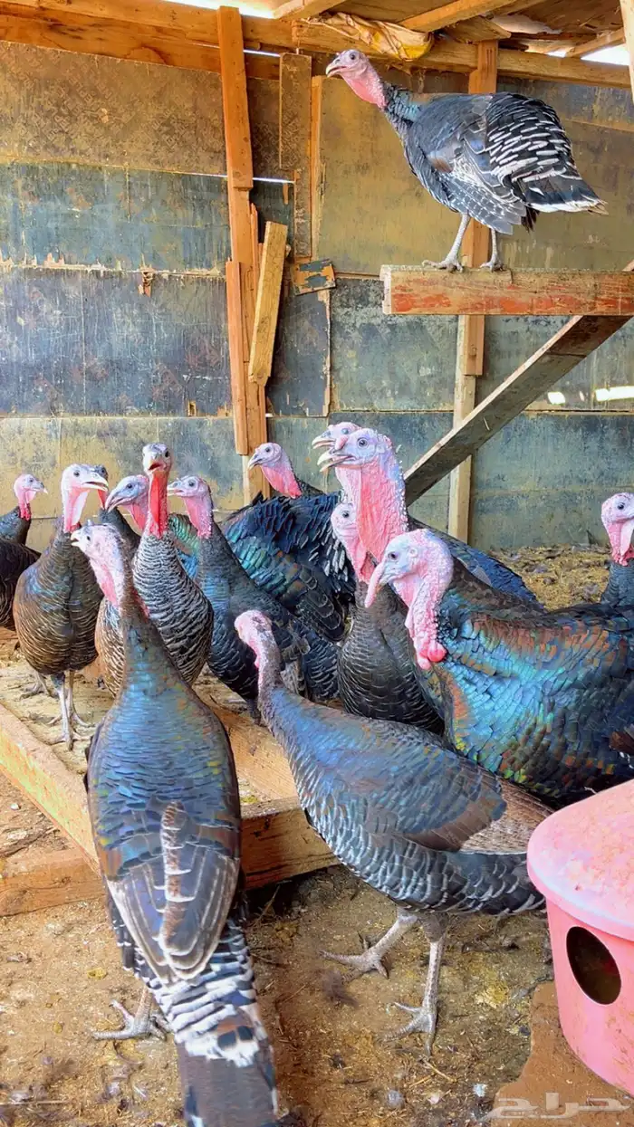 دجاج رومي بادي يبيض 1