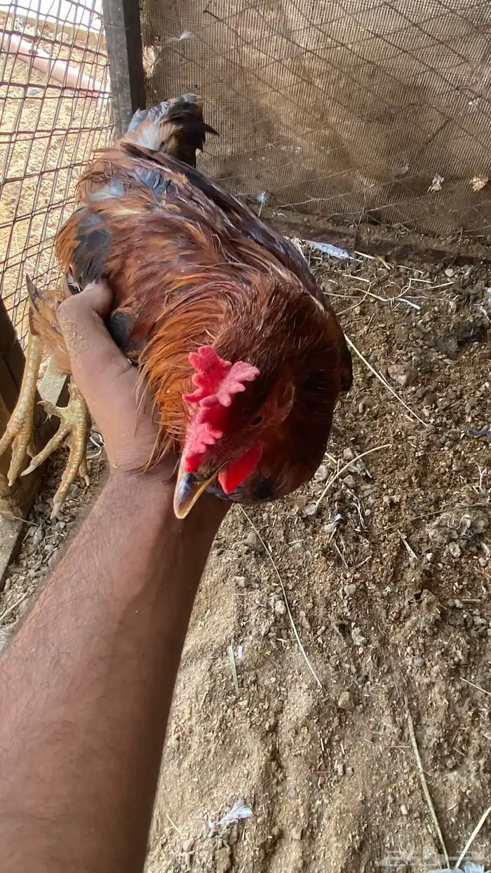 ديوك للبيع فيها ال ( تاج ) 0