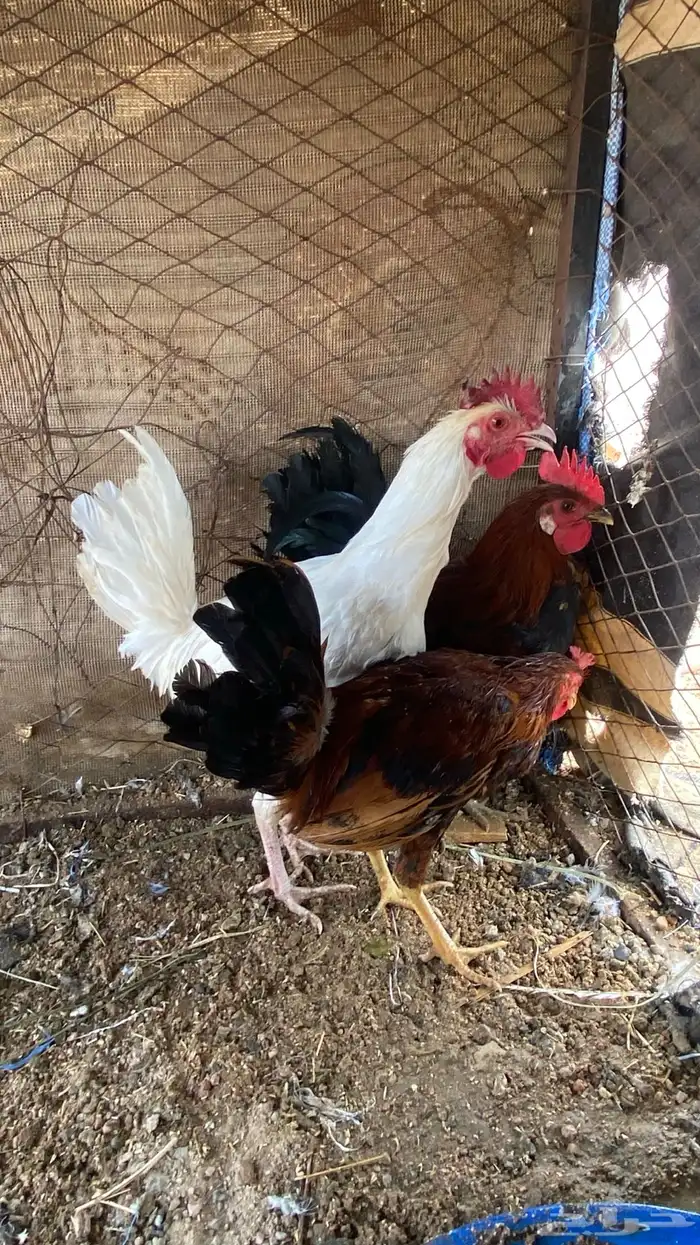 ديوك للبيع فيها ال ( تاج ) 9