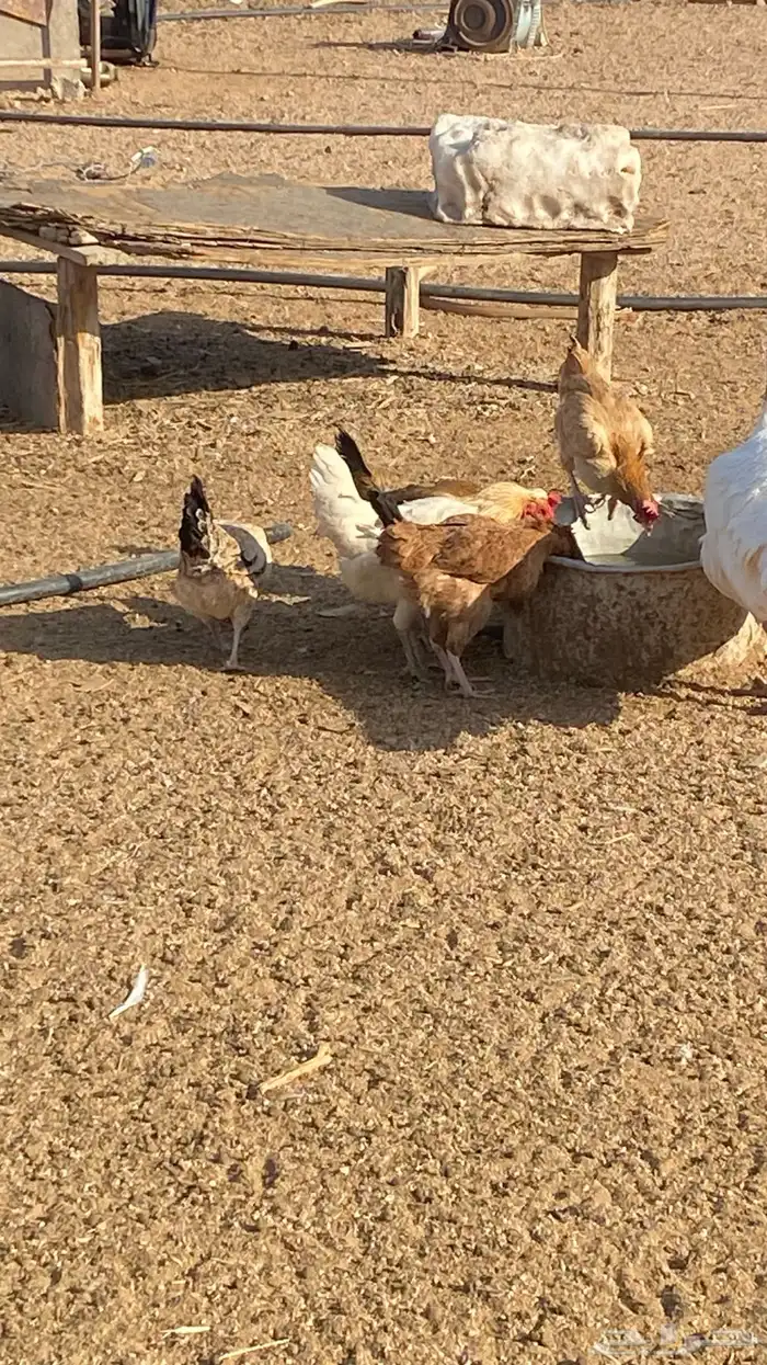 دجاج بلدي ومشكل بياض ع الشرط 10