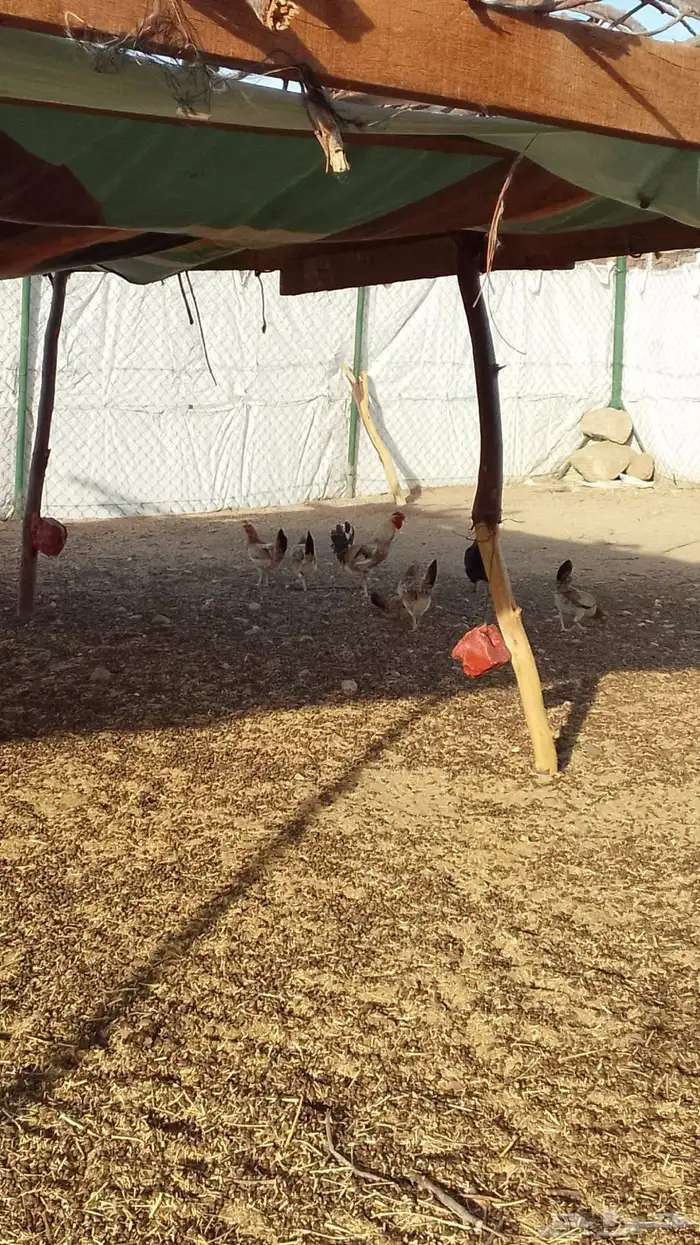 دجاج عربي اصيل 1