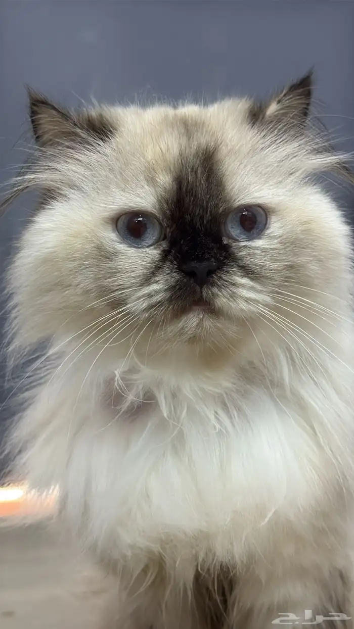 قطه للتبني 1