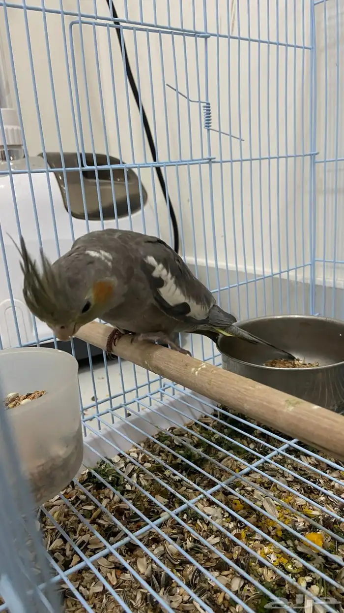 كوكتيل كروان 0