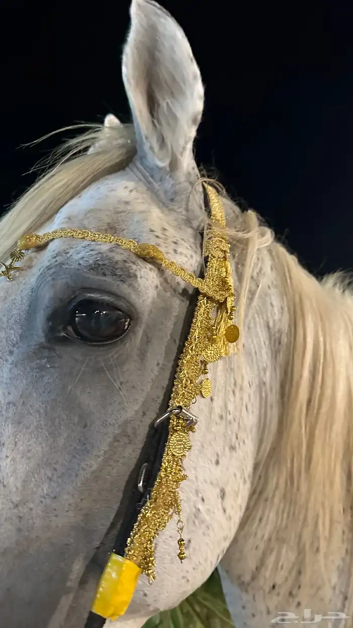 جلال خيل وزينة خيل 8