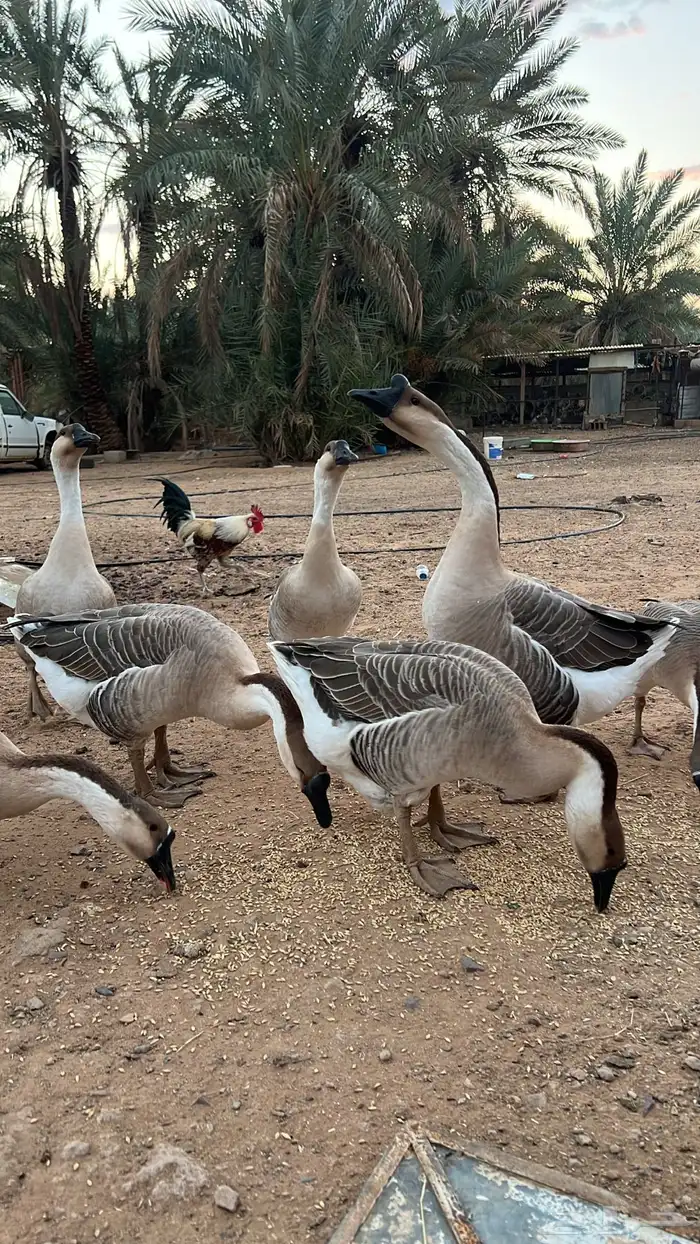 وز عراقي بياض 0