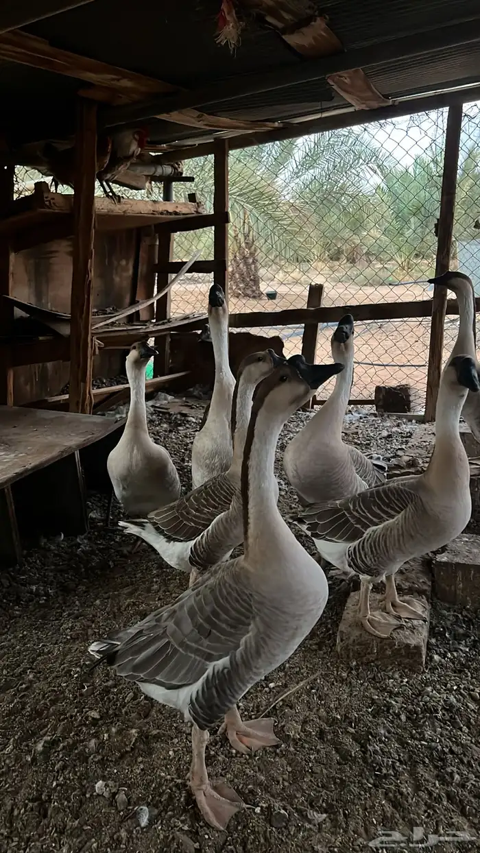 وز عراقي بياض 5