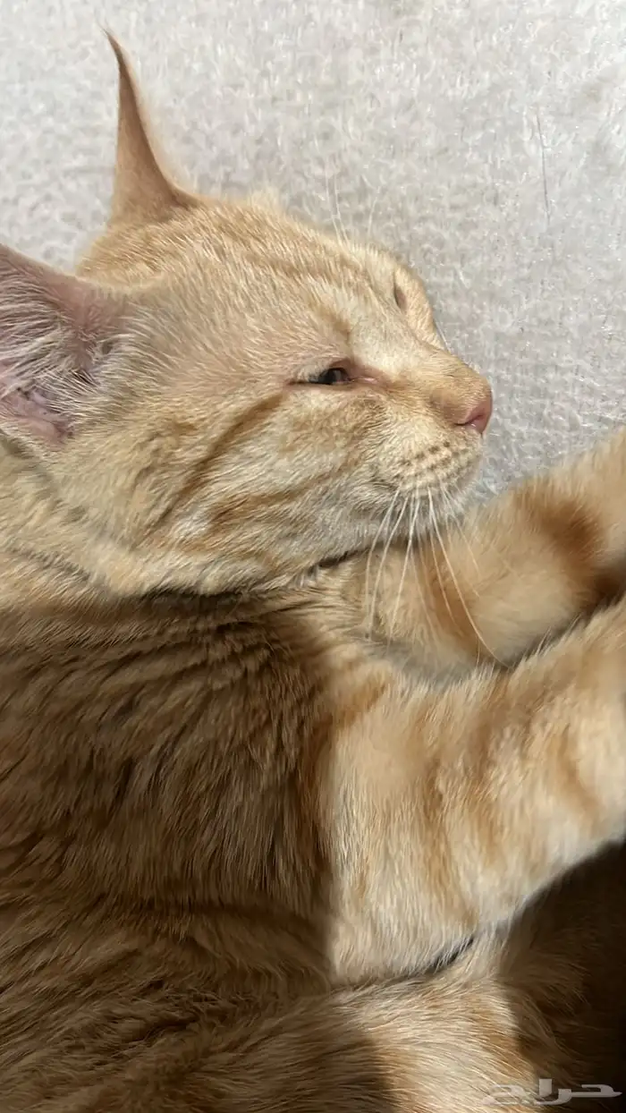 قطط للتبني 0