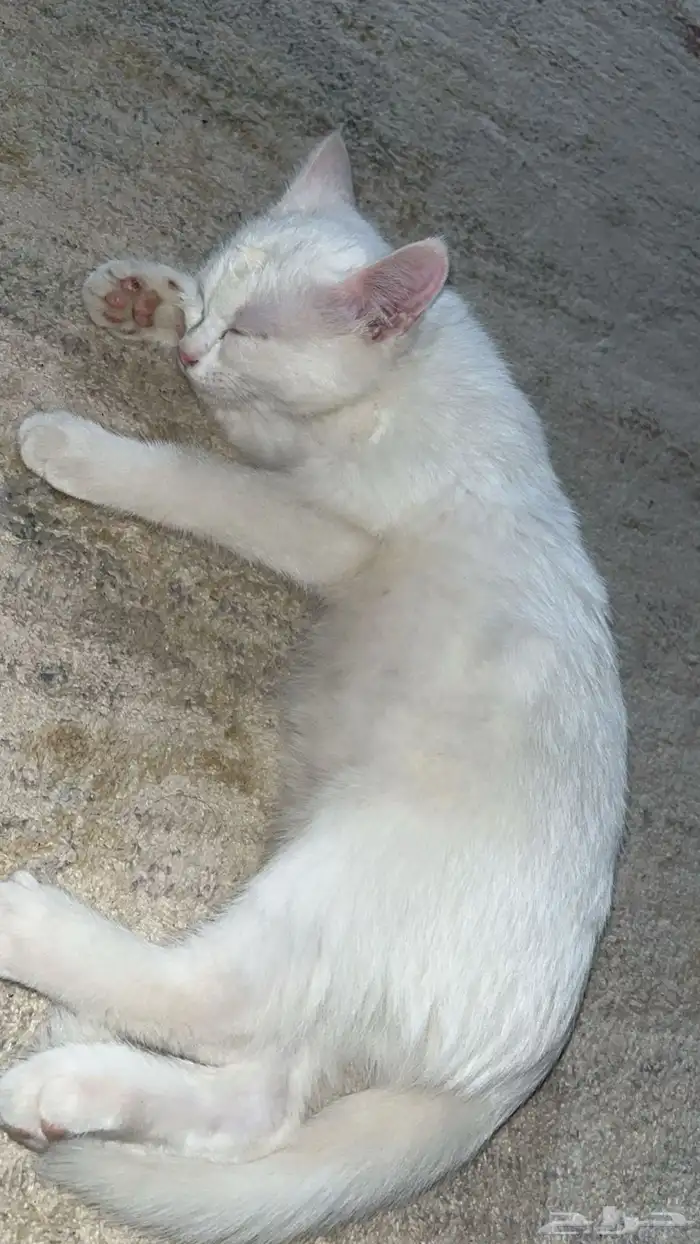 قطه انثى كيتن للتبني 1