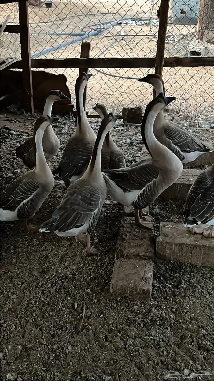 وز عراقي بياض 3