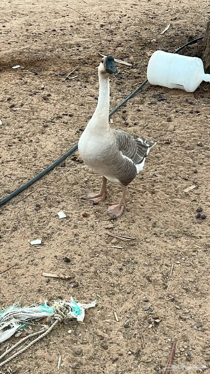 وز عراقي بياض 4