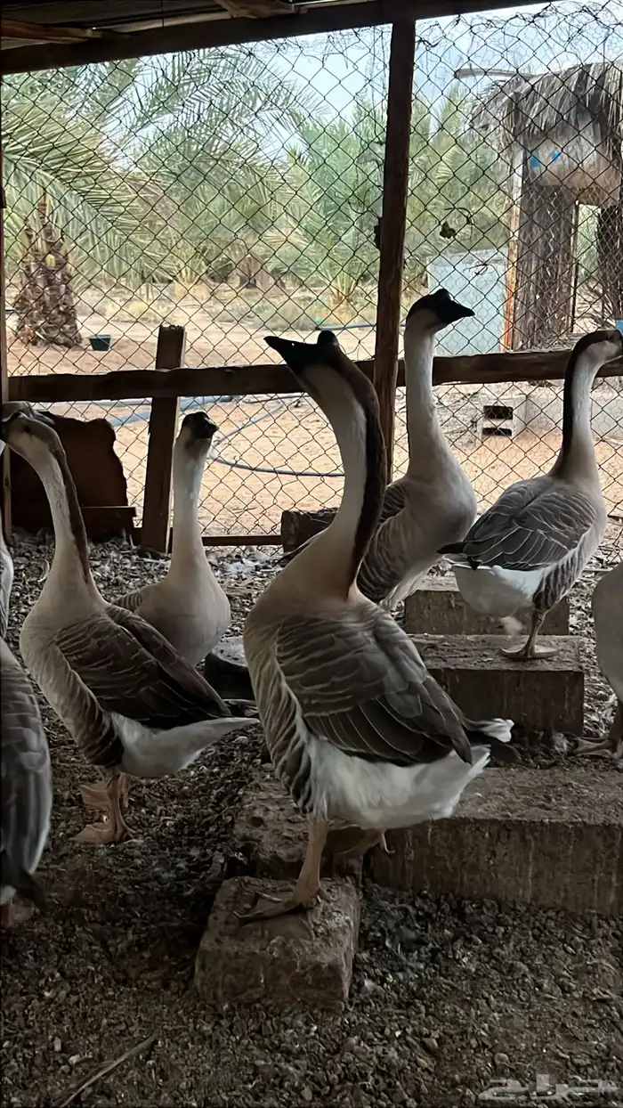 وز عراقي بياض 7