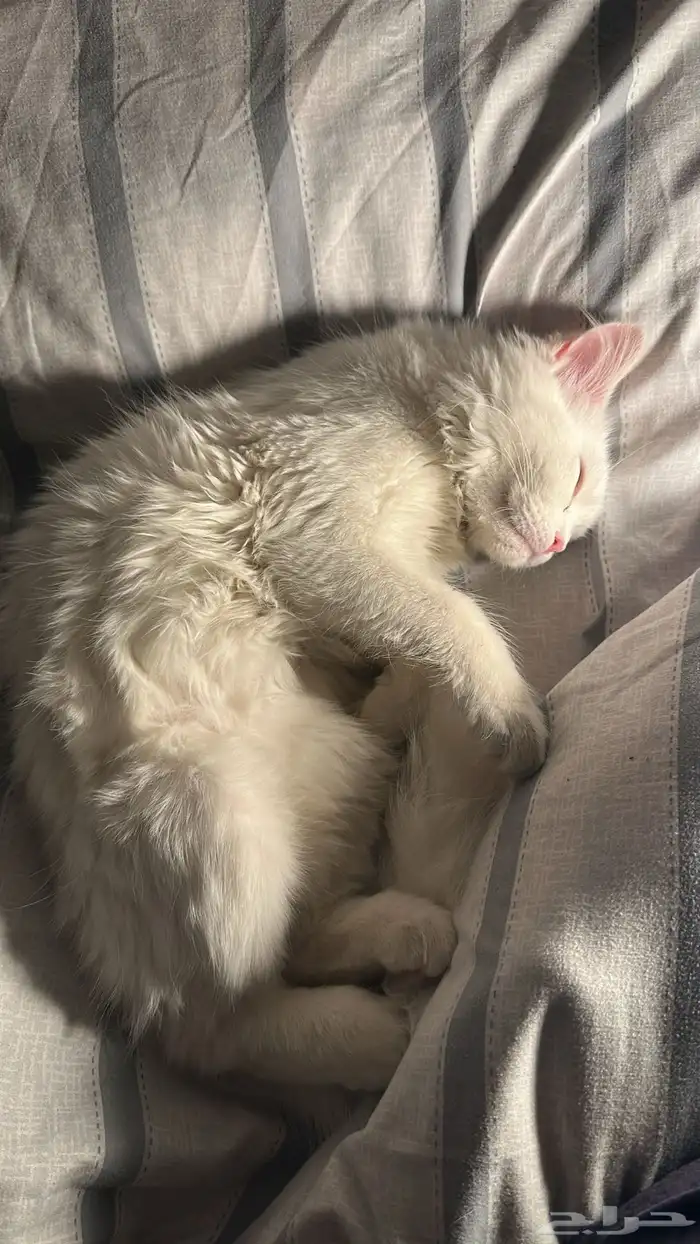 قط ابيض للبيع 0