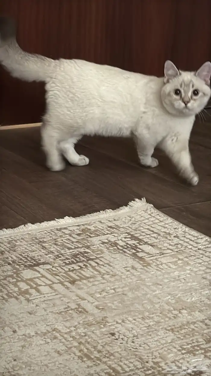 قط سكوتش ستريت ابيض لتبني 1