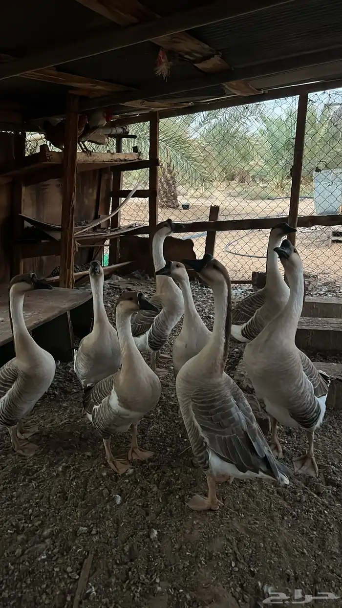 وز عراقي بياض 6