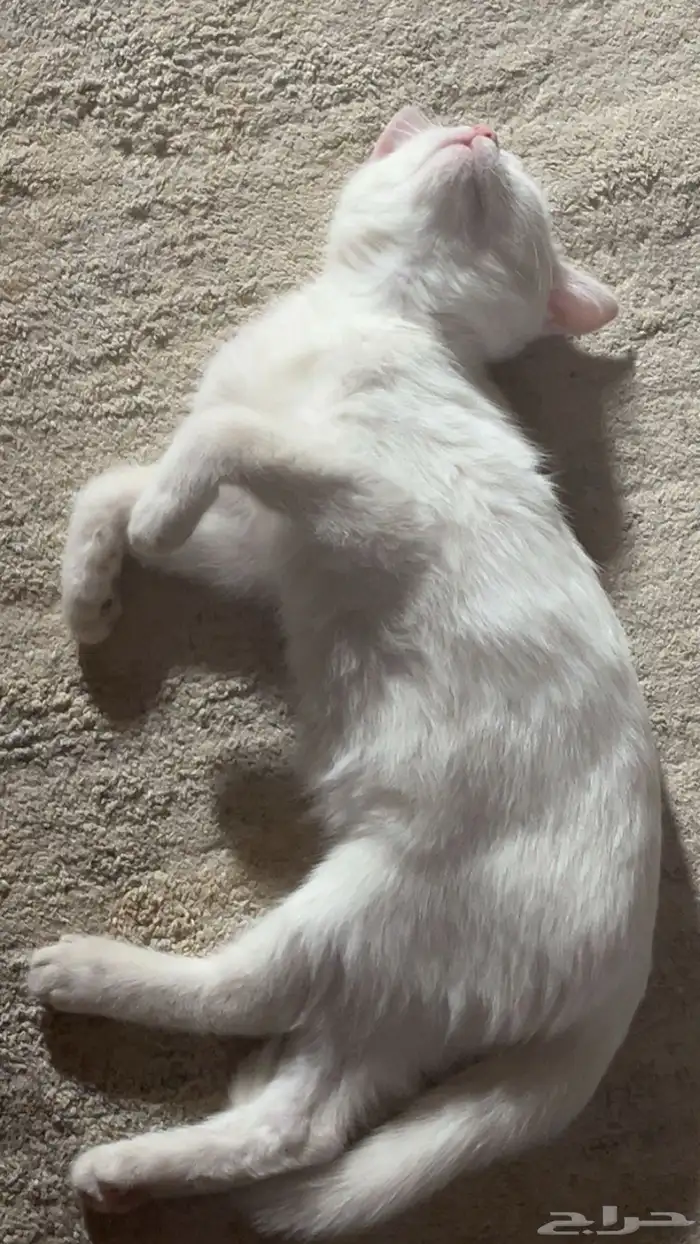 قطه انثى كيتن للتبني 0