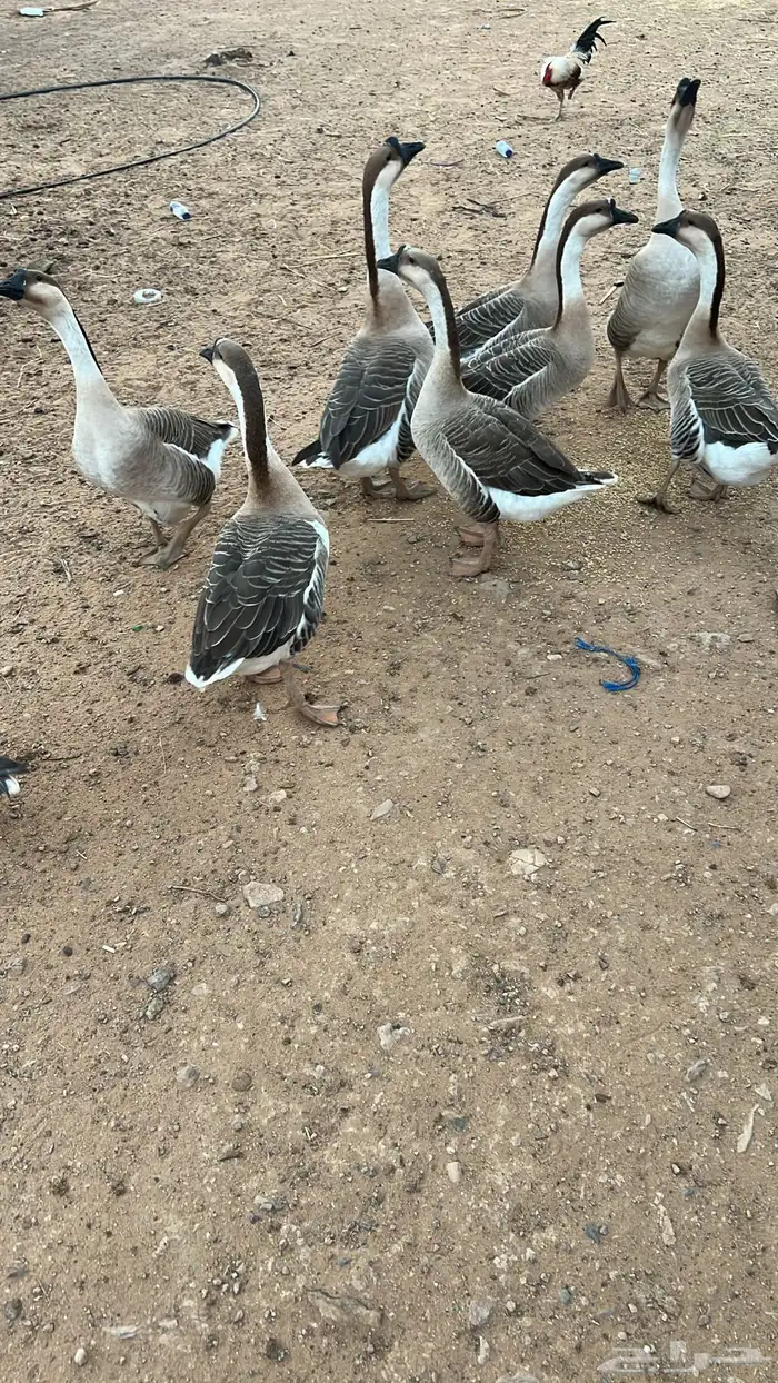 وز عراقي بياض 2