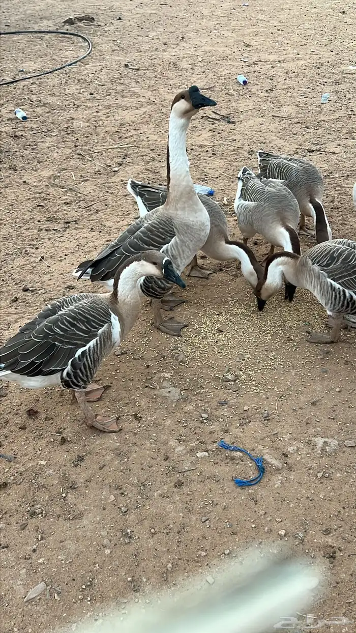 وز عراقي بياض 1