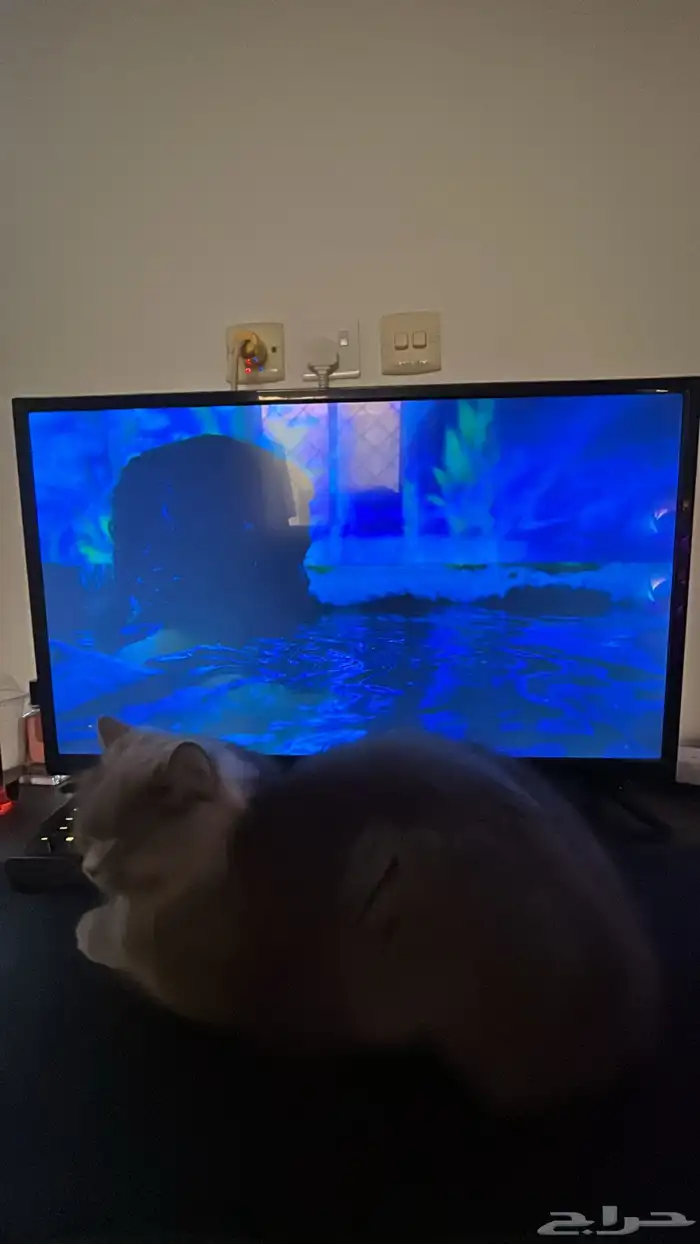 قطة للتبني 0