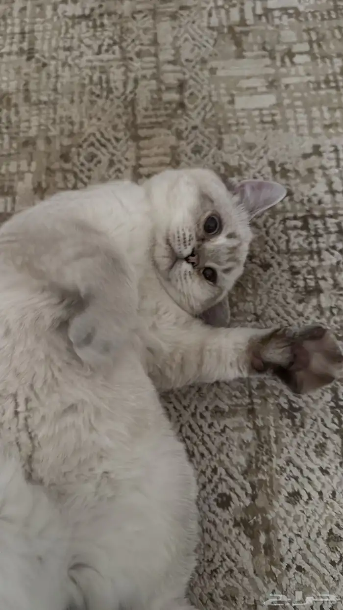 قط سكوتش ستريت ابيض لتبني 0