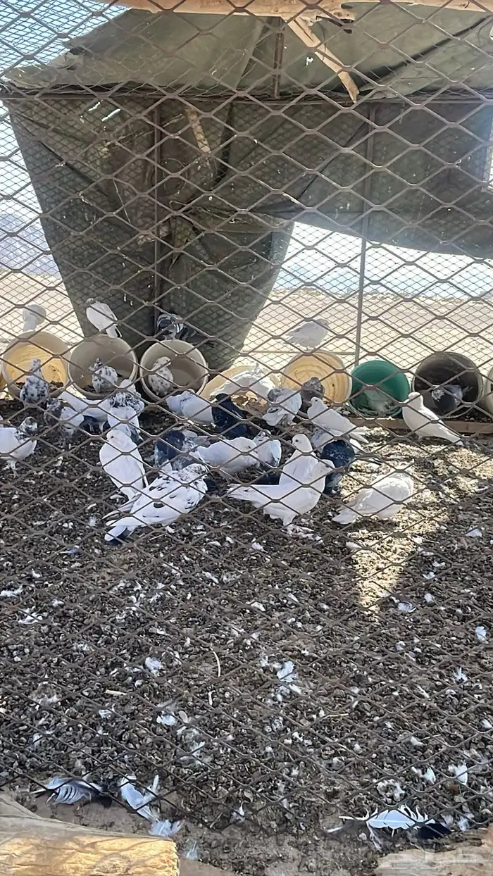 حمام جوز 25 0